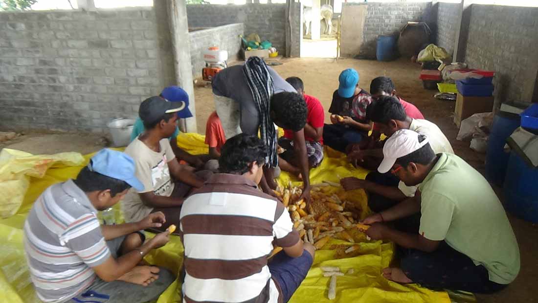 VTU trainees participating in activities at Sreyes Farm